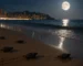 Tortugas bobas nacen en Playa de Levante